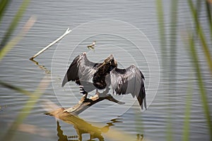 Anhinga (snake bird, water turkey, darter) drying its wings