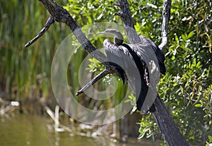 Anhinga (snake bird, water turkey, darter) drying its wings