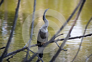 Anhinga (snake bird, water turkey, darter) sunning to dry off after diving into the water