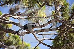 Anhinga (snake bird, water turkey, darter) sunning on a tree