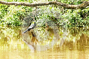 Anhinga Snakebird In Amazonian Jungle