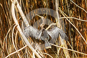 Anhinga Snakebird In Amazonian Jungle