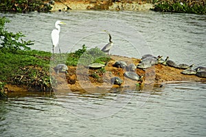 Anhinga snakebird, great egret and many turtles