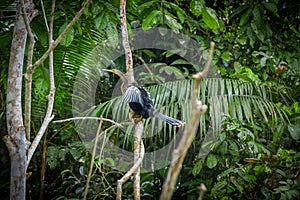 Anhinga or snakebird sittting over a branch, inside of the amazon rainforest in the Cuyabeno National Park in Ecuador