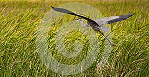 The anhinga, sometimes called snakebird, darter, American darte in Everglades National Park, Florida