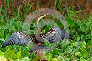 Anhinga, sometimes called snakebird or darter, in the Pantanal wetlands in Brazil