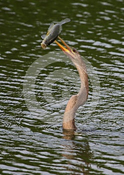 Anhinga with speared large-mouth bass