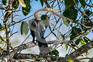 Anhinga standin on branch in the peruvian Amazon photo