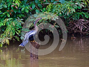 Anhinga standing alone in Frio River in Los Chiles, Costa Rica