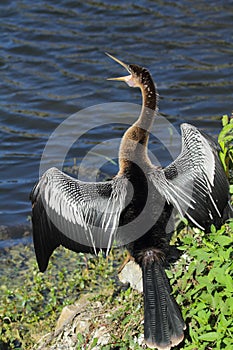Anhinga sunning with its bill wide open in Florida.