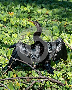 Anhinga sunning itself on branch sitting in the swampy waters