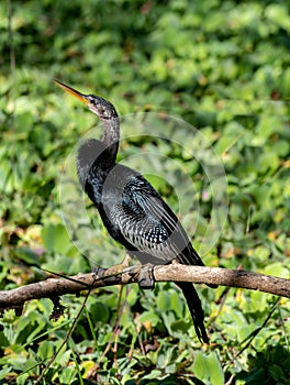 Anhinga sunning itself on branch sitting in the swampy waters