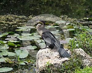 Anhinga Sunning on Rock