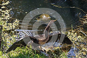 Anhinga suns itself