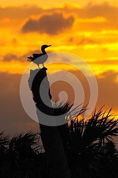 Anhinga Sunset 2