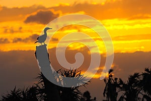 Anhinga Sunset 3