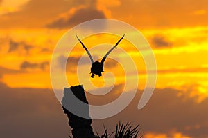 Anhinga Sunset 4