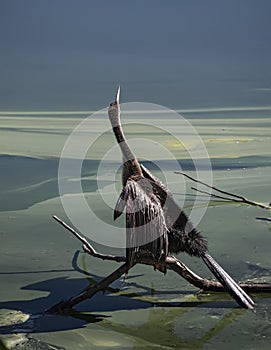 Anhinga in a Surrealistic Landscape