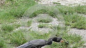 Anhinga swallowing a fish