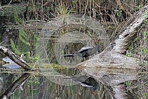 Anhinga in the Swamp