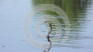anhinga swims with a fish in a lake