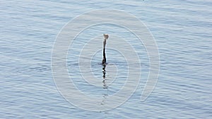 Anhinga swims with a fish in a lake