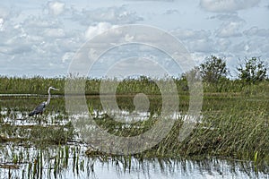 Anhinga tall fishing bird in Everglades, Florida, USA