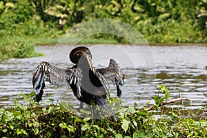 Anhinga in Tortuguero National Park