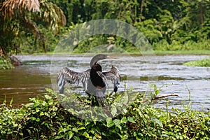 Anhinga in Tortuguero National Park
