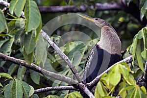 Anhinga in Tortuguero National Park