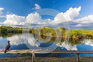 Anhinga Trail