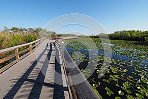 Anhinga Trail boardwalk in Evberglades National Park, Florida.
