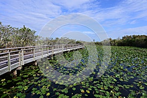 Anhinga Trail Boardwalk in Everglades National Park, Florida.