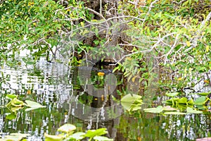 Anhinga Trail of the Everglades National Park. Boardwalks in the swamp. Florida, USA