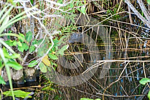 Anhinga Trail of the Everglades National Park. Boardwalks in the swamp. Florida, USA