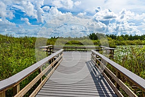 Anhinga Trail of the Everglades National Park. Boardwalks in the swamp. Florida, USA