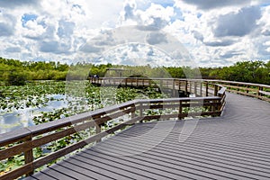 Anhinga Trail of the Everglades National Park. Boardwalks in the swamp. Florida, USA