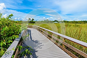 Anhinga Trail of the Everglades National Park. Boardwalks in the swamp. Florida, USA