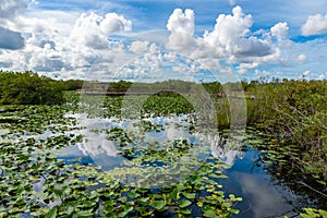 Anhinga Trail of the Everglades National Park. Boardwalks in the swamp. Florida, USA