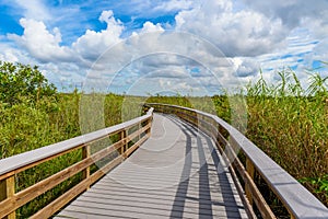 Anhinga Trail of the Everglades National Park. Boardwalks in the swamp. Florida, USA