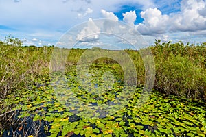 Anhinga Trail of the Everglades National Park. Boardwalks in the swamp. Florida, USA