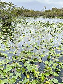 Anhinga trail at Everglades national park, Florida, USA