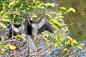 Anhinga in tree