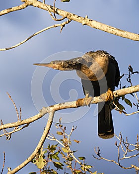 Anhinga on tree branch