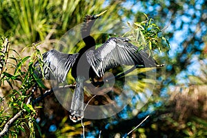 Anhinga Venice Florida Rookery