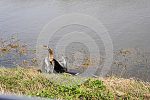 An anhinga water bird standing alongside a swamp drying it`s wings