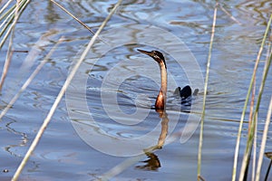 Anhinga waterfowl from South Afrika