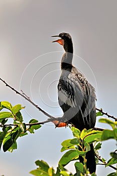 Anhinga in wetlands