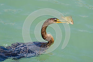 Anhingas bird with speared fish feeding