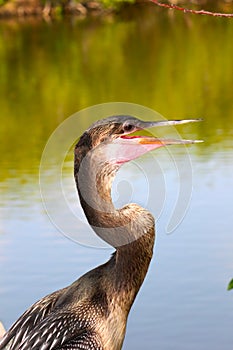 Anhingas in the Everglades